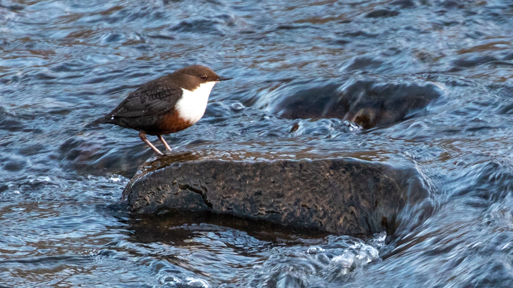 Dipper on a rock in the River Devon. The bird has a white chest and brown head.