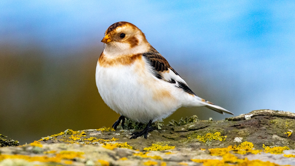 Snow Bunting on North Ronaldsay, Orkney. Small bird with white, brown, and black plumage perched on lichen-covered rock.