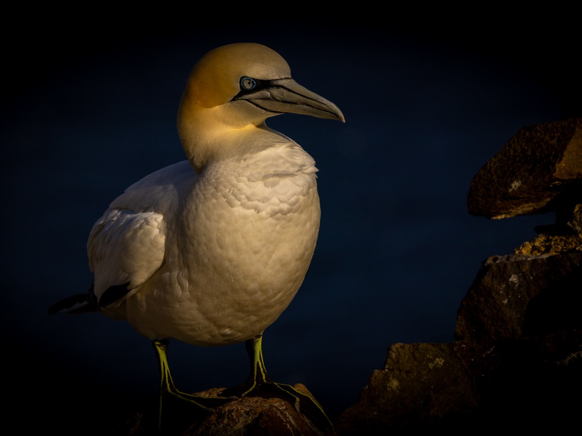 Landing on Bass&nbsp;Rock
