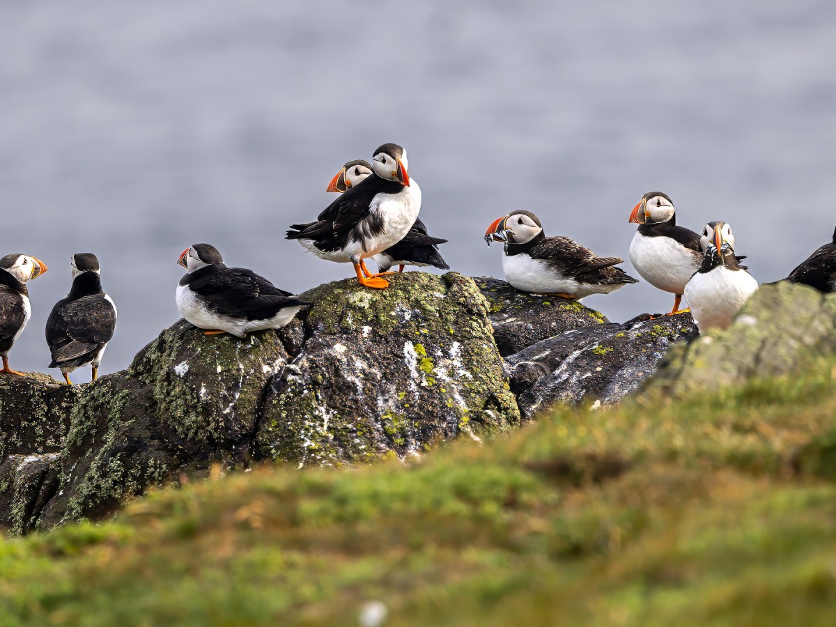 Visit to Isle of&nbsp;May