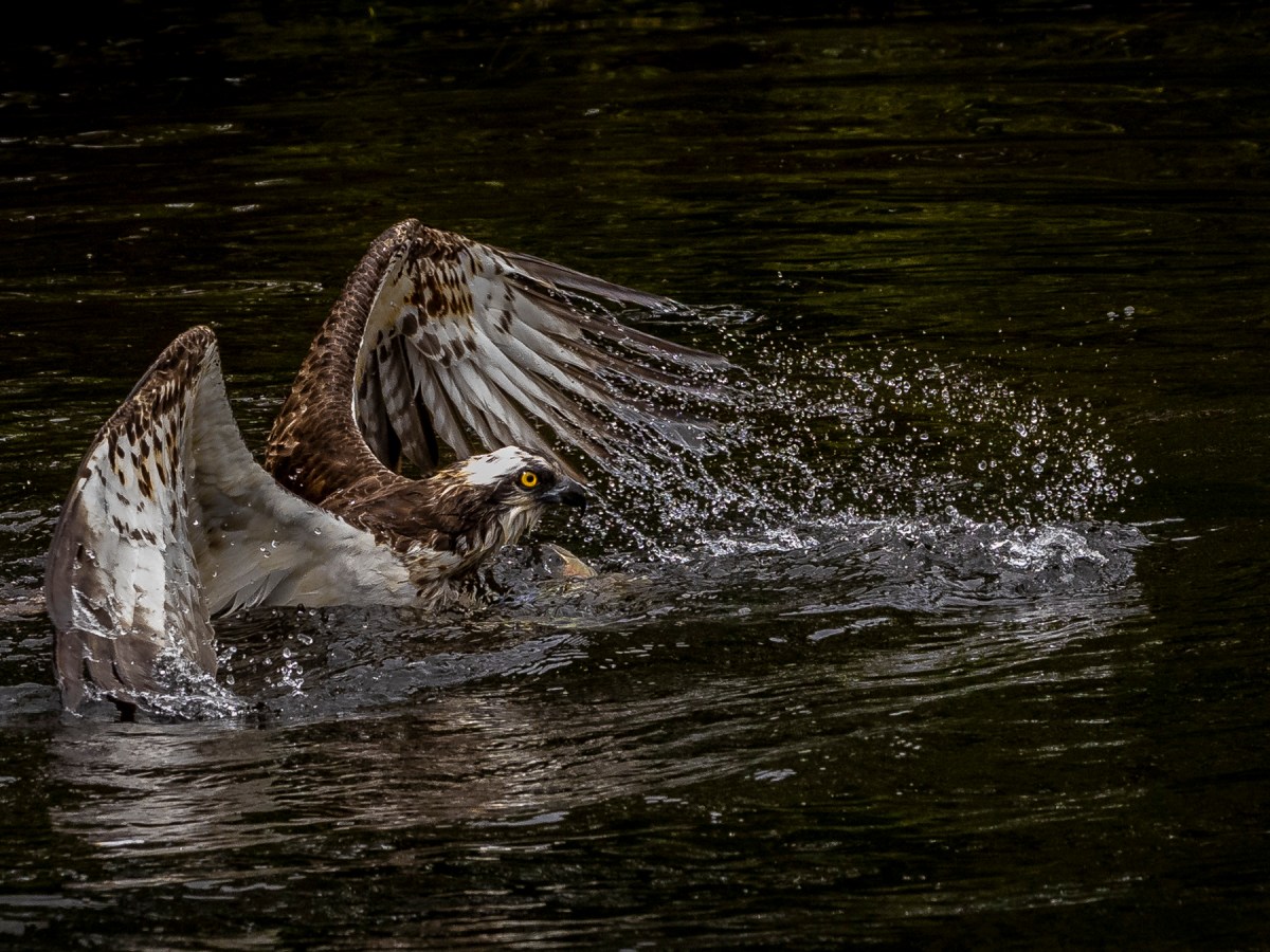 Photographing Ospreys in the&nbsp;Trossachs