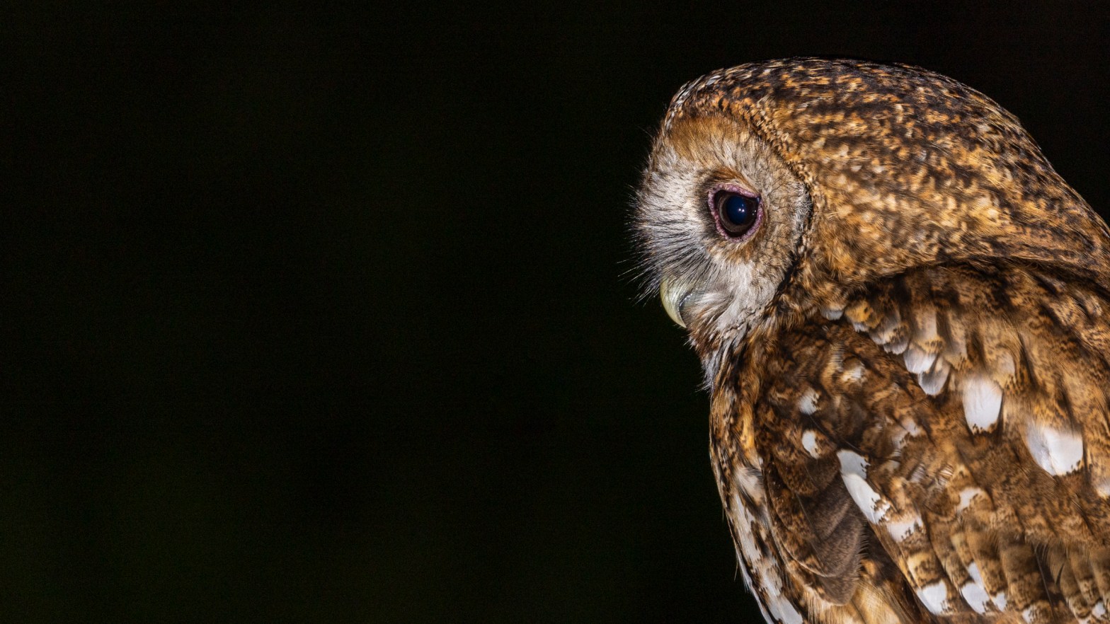 Tawny Owl