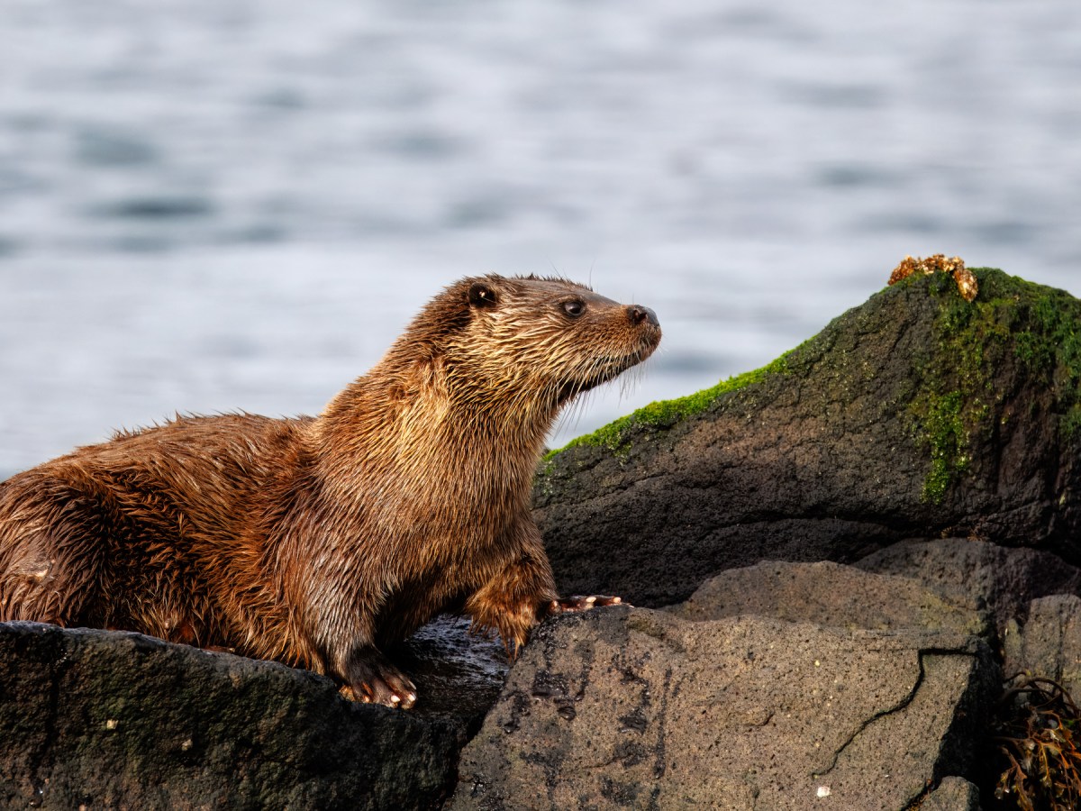 Isle of Jura&nbsp;Wildlife