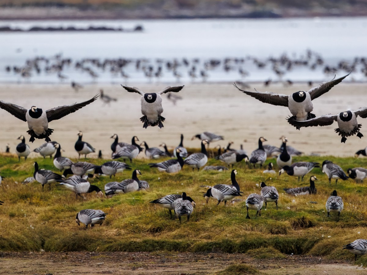 Birding on Islay